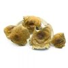 Big Daddy Psilocybe Cubensis