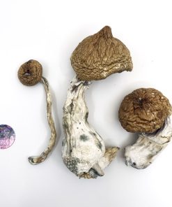 Buy Lizard King Mushrooms – Lizard King Psilocybe Cubensis